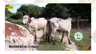 2019: VACAS, SANTO TOMÁS, ATLÁNTICO L-0435