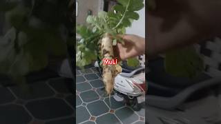 हमारे खेत की first मूली!# मूली # viral