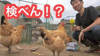 ニワトリ達は石を食べているのか！？腸内検査(閲覧注意)