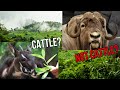 Every Wild Cattle Species: The Complete Guide