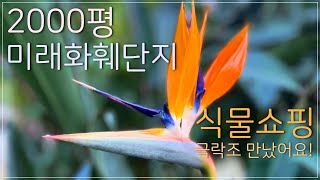 🪴2000평 미래화훼단지 구경•7년에 한 번 피는 신비의 꽃•식물 힐링•부산화훼단지•식물 쇼핑•꽃쇼핑•식물키우기•박쥐란•베고니아•극락조