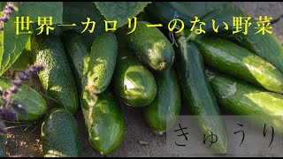 【雑学】ギネス記録にのる野菜　キュウリ