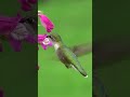 Hummingbirds visit hundreds of flowers each day #shorts