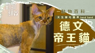 貌似E.T.德文帝王貓好貪玩  毛短愛乾淨易打理 #動物百科 #動物蘋台