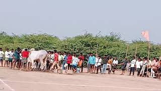 వావిలాల గ్రామం 4, పళ్ళు విభాగం 10వ జత