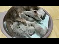 カワウソの赤ちゃん・ゆきは産後はじめての水浴び yuki is bathing for first time after giving birth【生後11日目】