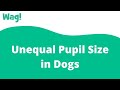 Unequal Pupil Size in Dogs | Wag!