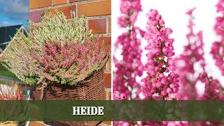 Heide - Sorten, Ansprüche und Tipps zur Bepflanzung