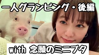 【ベイブ気分🐖🐷】ノースサファリサッポロのアニマルグランピング紹介動画・マイクロブタと会話・子ヤギが走り回る空間 癒される〜！