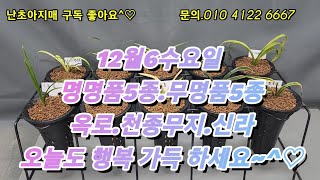 12월6일수요일 옥로.천종무지.신라.삼홍.정일품 환엽중투 외품종