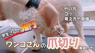 【トリミング】爪切りのやり方（コツや考え方付き）