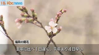 福岡でサクラが開花去年より１日遅く
