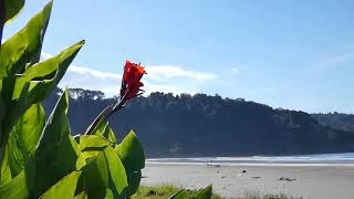 Tiki tour 8: Ohope Beach \u0026 Whakatane, New Zealand. Weka flightless birds.