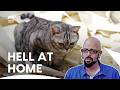 Jackson Galaxy Faces Some of The Trickiest Cat Cases | My Cat From Hell S7 E7,8,9 | Animal Planet