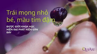 DÂU MAQUI - SIÊU TRÁI CÂY SỐ 1 MỚI CỦA THẾ GIỚI