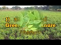 ಹಸಿರು ಗೊಬ್ಬರ green manure