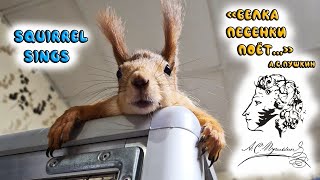 Белка поёт...! 😊 The squirrel sings