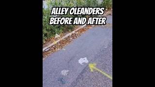 Oleanders Before and after. Not even ours #maintenence #alley #oleanders #homeownership #landscaping