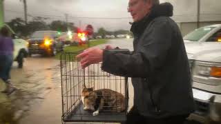 Volusia County Animal Services rescues 71 cats and 19 dogs from flooding caused by Hurricane Ian