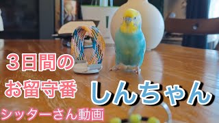 2023.8.5 3日間のお留守番　シッターさん動画　【セキセイインコしんちゃんときょきょの暮らし】#お喋りインコ