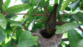 綠繡眼親鳥冒雨輪流餵食稚鳥 Bird-parents take turn feeding baby bird.