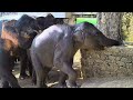 එන්න අපි අලි බලන්න පින්නවල යමු... pinnawala elephant orphanage