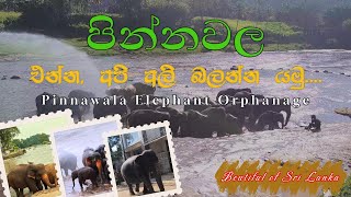 එන්න, අපි අලි බලන්න පින්නවල යමු... | Pinnawala Elephant Orphanage