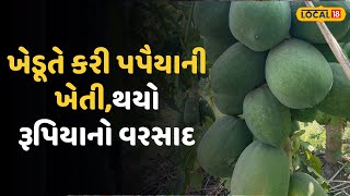 Bhavnagar News | ખેડૂતે ત્રણ વિઘામાં વાવી દીધા પપૈયા, ચાર મહિના પછી થયો રૂપિયાનો વરસાદ | Local18