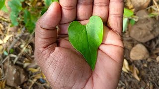 ఏ వశికరణం ఏ మంత్రం వద్దు ! మనస్ఫూర్తిగా ఈ ఒక్కపని ఇష్టంగా చేయండి చాలు ప్రతిఒక్కరు మీ మాట వింటారు