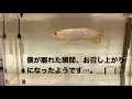 アジアアロワナにザリガニをあげてみた！我が家の『あーろ君』こと過背金龍に近所の池で捕まえて来たザリガニをあげてみることにしました！ 過背金龍 crossbackgolden アジアアロワナ