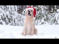 dog tv ストレスと不安を軽減する犬のためのエンターテイメント動画🎄🎅犬のための最高のクリスマス音楽