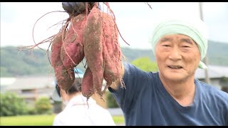 大きく育った秋の味覚　南あわじ市でサツマイモ収穫体験