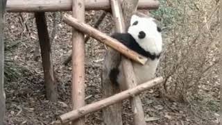 🐼Baby HeHua her next aim is Climbing the tree,She never give up! HeHua is inspirational girl 😍