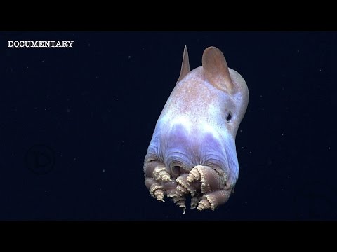 Mariana Trench | The Deepest & Most Unexplored Place On The Planet Mariana Trench | The Deepest & Most Unexplored Place On The Planet