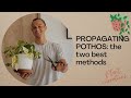 POTHOS PROPAGATION 101: Two Easy Methods for Making More Plants