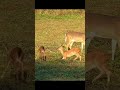 Two baby deer (fawns) play so much they almost knock down Mom, plus scare her mixed slow motion 🤪😤