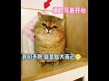 煤气罐罐是我家的一只矮脚猫 用人类的体重秤也可以给猫猫称体重