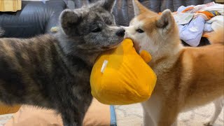 こむぎが遊ぶのを見て、お宝ミニキラボールに会いたくなるぱたこ【Akita-inu】Patako wants her treasure ball when she sees Komugi playing