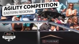 Incredible Dog Challenge: Medium Dog Agility Eastern Regional | NBC Sports