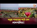 পাহাড়ের নিচে মুগ্ধতা ছড়াচ্ছে লাল শাপলা | Water lilies | Sunamganj News | Channel 24