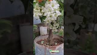 #বাগানবিলাস#নার্সারি #nursery #gardening #flower