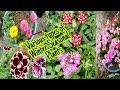 Various types of Winter seasonal plants with names, by Garden Gyan