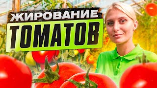 ЖИРОВАНИЕ ТОМАТОВ. Что делать если томат жирует?