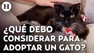 ¡Adopta, no compres! Esto debes saber antes de adoptar un gato | Día del Gato 2025