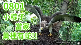 20210801 小粽子當家 巢裡有蛇!! - 東方蜂鷹巢位直播 Oriental Honey Buzzard Nest Cam