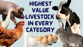 Highest Value Livestock in Every Category - High Value Cattle, Sheep, Chickens etc.