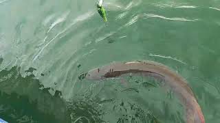 Muskie fishing West Branch in Sept.