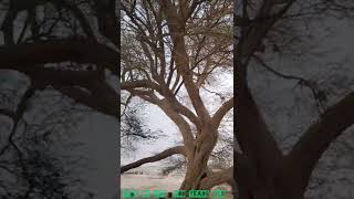 TREE OF LIFE|ഒരു അമ്മച്ചി മരം |400years old tree|StayTune full story