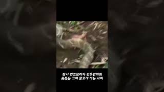 킹코브라가 블랙맘바를 산 채로 잡아먹는 영상