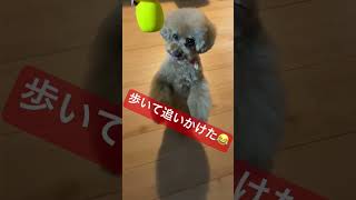 愛犬の執着がすごい🐶  トイプーうた　＃shorts